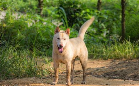 狗的外形|中华田园犬